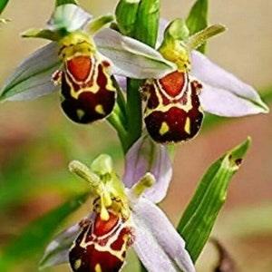 50PCS Beautiful Bee Orchid Flower Seeds (#6581)