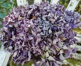 11 Dried Hydrangea Flowers Purple / Dark Pink Rustic Primitives DIY SECONDS