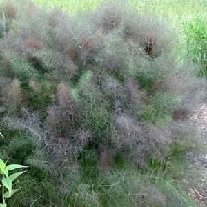 Smoky Bronze Fennel Seeds anise attracts Butterflies Bees cut flower bouquet Dizzy Bees Urban Food Garden combined shipping