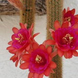 Hildewintera aurespina hybrid "fire" cutting cactus live plant Cutting 4 to 7 inches
