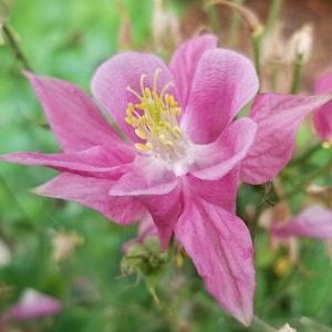 Pink Columbine Flower Seeds Canada, Cold Hardy Perennial, Zone 3 4 5 Flower, Aquilegia, Ancolie Rose Fleur Semences + FREE GIFT