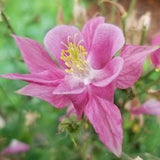 Pink Columbine Flower Seeds Canada, Cold Hardy Perennial, Zone 3 4 5 Flower, Aquilegia, Ancolie Rose Fleur Semences + FREE GIFT