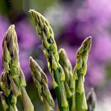 HEIRLOOM ASPARAGUS Seeds - PERENNIAL Mary Washington Asparagus Excellent for Freezing and Canning Food / Asparagus Roots in One Year - Seeds