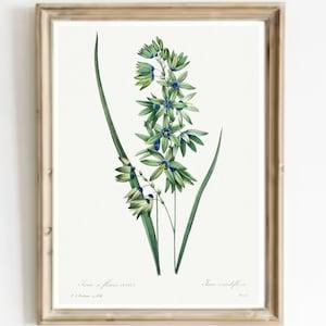 Orchid Vintage Print-Blue Flowers Orchid Antique Watercolor Art-Orchid Vintage Print-Botanical Vintage Print-French Country Flowers Print