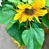 Sunspot Dwarf Sunflower Seeds, Flower Seeds