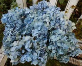 9 Dried Hydrangea Flower Light Blue, Green + Cream DIY Wedding Rustic Farmhouse