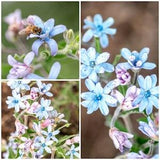 HEAVEN BLUE MILKWEED Tweedia Seeds - Rare Blue Milkweed / Blue Milkweed Vine / Tropical Milkweed Flower / Tweedia Caerulea Flower Seeds