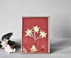 Vintage Herbarium Dried Flowers  Edelweiss Home Decor Vintage Wall Handing