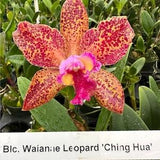 C. Waianae Leopard 'Ching Hua' (Rlc Peach Cobbler ?? C Penny Kuroda) blooming size cattleya orchid clone. Amazing highly fragrant blooms
