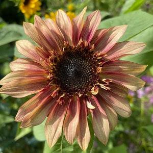 Ruby Mix Sunflower SEEDS  cut flowers bouquet florist ruby eclipse ruby ruffle Feed birds from Dizzy Bees Urban Garden