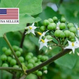 Thai Pea Eggplant 100 Seeds, Solanum torvum, Fresh Organic Heirloom Herb Vegetable Seed, Essential Ingredient in Thai Cuisine Very Medicinal
