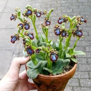 Unique Bee looking terrestrial orchids : Ophrys vernixia - 100 fresh ,germination verified  ,viable seeds