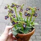 Unique Bee looking terrestrial orchids : Ophrys vernixia - 100 fresh ,germination verified  ,viable seeds