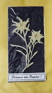 Dried  Leontopodium alpinum subsp.alpinum Edelweiss