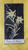Dried  Leontopodium alpinum subsp.alpinum Edelweiss