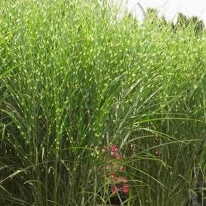 308 Zebra Grass Tiger Grass Seeds Zaden 50 Ornamental Grass Seeds Ornamental Grass Seeds Zebra Reed Grass