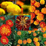 Mixed Color French Marigold Flower Seeds Canada, BULK LOT 100 500 Seeds, Container Gardening, Commercial Greenhouse Nursery Seeds, Red Gold