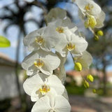 White Orchids With Yellow Art Print, Hanging Moth Orchids with Yellow Centers, Gift for Orchid Lovers.