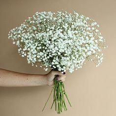 Bulk Baby's Breath ? buy wholesale baby's breath in FiftyFlowers Flower Delivery
