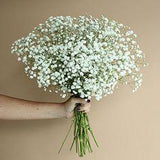 Bulk Baby's Breath ? buy wholesale baby's breath in FiftyFlowers Flower Delivery