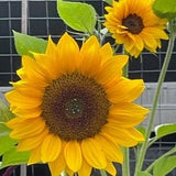 Florist pollenless Pro cut Sunrich Orange Sunflower SEEDS cut flower bouquet florist wedding Urban Food forest/garden