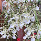 Fragrant Orchid Brassavola perrinii" Bloom Size live plant mounted