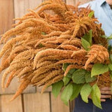 Hot Biscuits Amaranth Seeds Aztec grain spinach Cut Flower Bouquet Dizzy Bees Urban Garden *Combined Shipping *