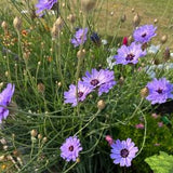 Cupid's Dart Seeds (10) - Perennial Blue
