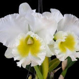 Rlc Burdekin Wonder 'Lakeland  Blooming size plants in 4.5" pots Large white blooming size cattleya orchid hybrid.
