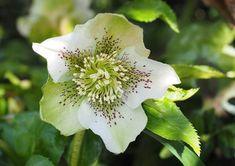 30 Fleurs d??hiver : la liste des 30 plus belles Flower Delivery