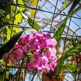Orchid Flowers Photograph Print | 8x10in photo print in optional 12x15in frame | "Reaching for the Sun"