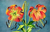 NEW LISTINGTurk's Cap Lily Wildflower Chrome Postcard National Wildlife Federation 1957