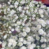 Baby's Breath Flower Combo Pack - 5 Bunches Flower Delivery