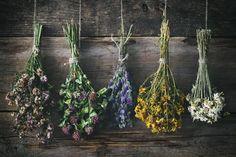 How to Dry Flowers and Preserve Their Beauty Flower Delivery