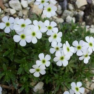 ROCK JASMINE Androsace mathildae Hardy Perennial 3 Seeds