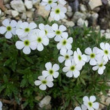 ROCK JASMINE Androsace mathildae Hardy Perennial 3 Seeds