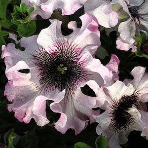 Petunia Alba F1 Flowers Seeds from Ukraine  / 1400