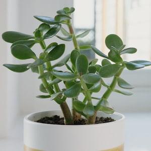 Plant Crassula Ovata Minor Cuttings for Propagation Bonsai Jade Crassula Sarmentosa Money Plant Hanging Succulent House Plant leaves
