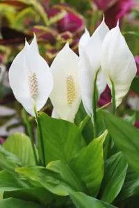 Spathiphyllum Live Plant~Peace Lily~12 inches live plant with white flowers