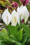 Spathiphyllum Live Plant~Peace Lily~12 inches live plant with white flowers