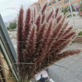 Dried Small Pampas Grass Flowers Pantas Artificiales Para Decoracion 15Pcs