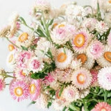 40+ seeds / Silvery Rose Strawflower Flower Seed / Bracted Strawflower / Flower Seeds / Excellent as dried flowers (#66)