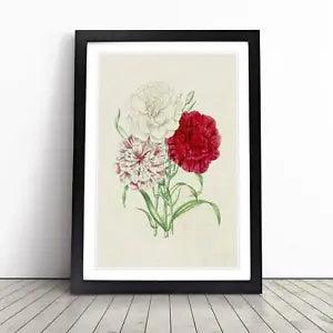 Illustration of Three Carnation Flowers Framed Wall Art Print Picture Large