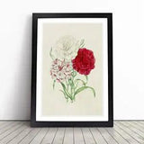 Illustration of Three Carnation Flowers Framed Wall Art Print Picture Large