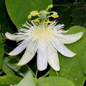 White Passion Fruit Flower - Passiflora subpeltata - Rare Plant Seeds - Passiflora Constance Elliot, Fragrant Granadilla,White Passionflower