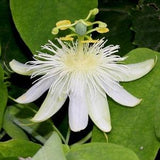 White Passion Fruit Flower - Passiflora subpeltata - Rare Plant Seeds - Passiflora Constance Elliot, Fragrant Granadilla,White Passionflower