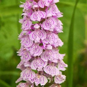Orchid Dactylorhiza maculata, Heath Spotted-Orchid bulb or seed pod and substrate. moorland spotted orchid, Orchis tachet???