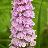 Orchid Dactylorhiza maculata, Heath Spotted-Orchid bulb or seed pod and substrate. moorland spotted orchid, Orchis tachet???