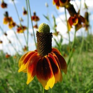 500 DWARF MEXICAN HAT Ratibida Columnifera Flower Seeds