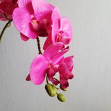 Fuchsia Jumbo Orchid